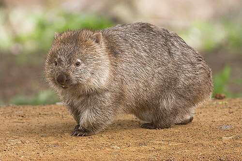 好きな珍しい動物