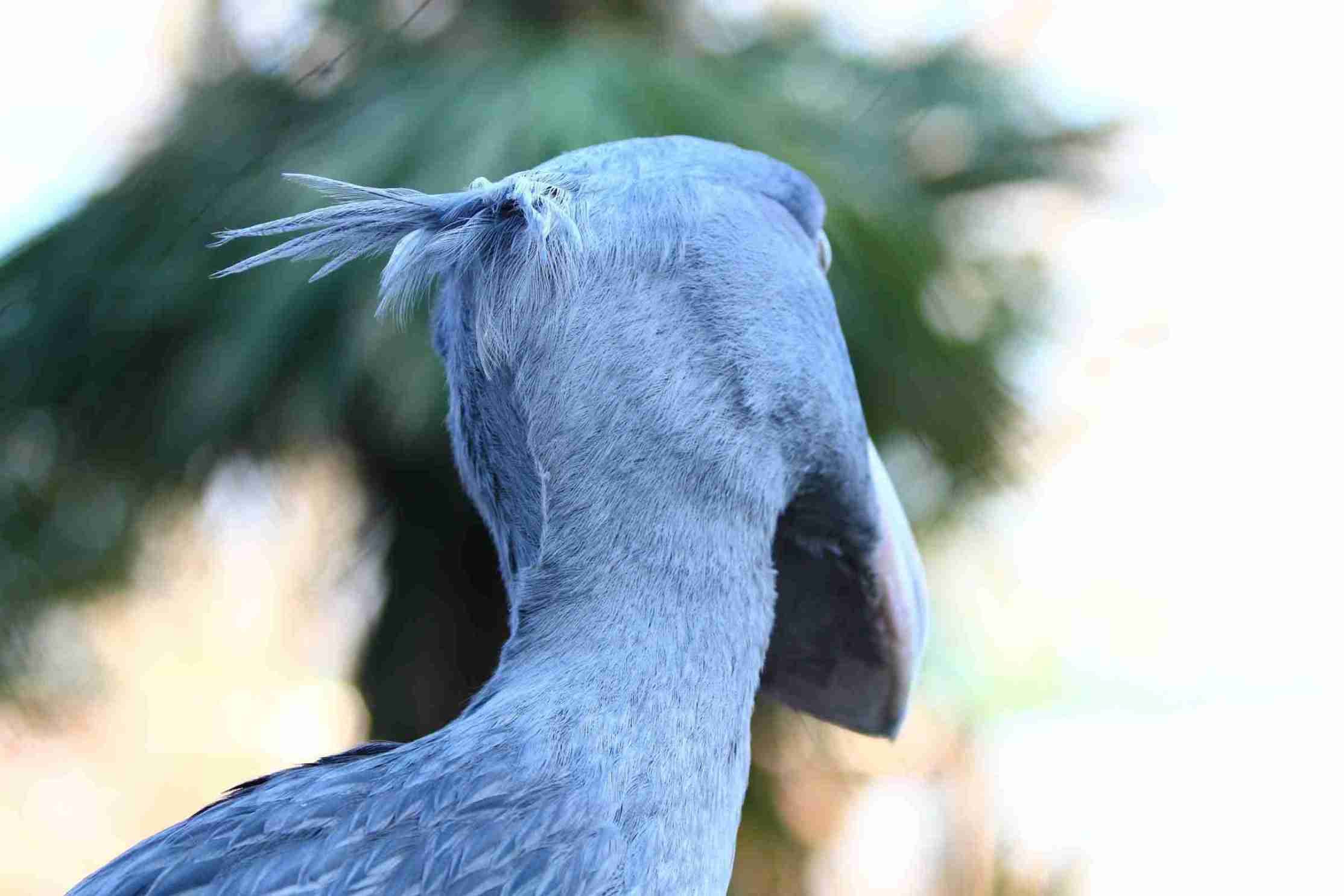 好きな珍しい動物
