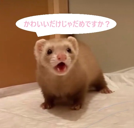 可愛いキャラクター、動物、物を見るとぐぬぬ・・ってなる