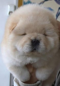 可愛いキャラクター、動物、物を見るとぐぬぬ・・ってなる