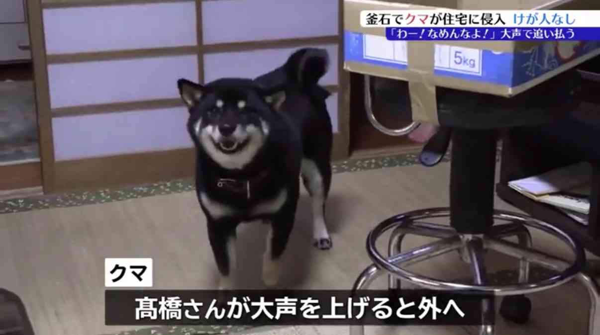 クマが網戸を破り住宅に侵入　クマに追いかけられる飼い犬を家の中に保護した直後　岩手・釜石市
