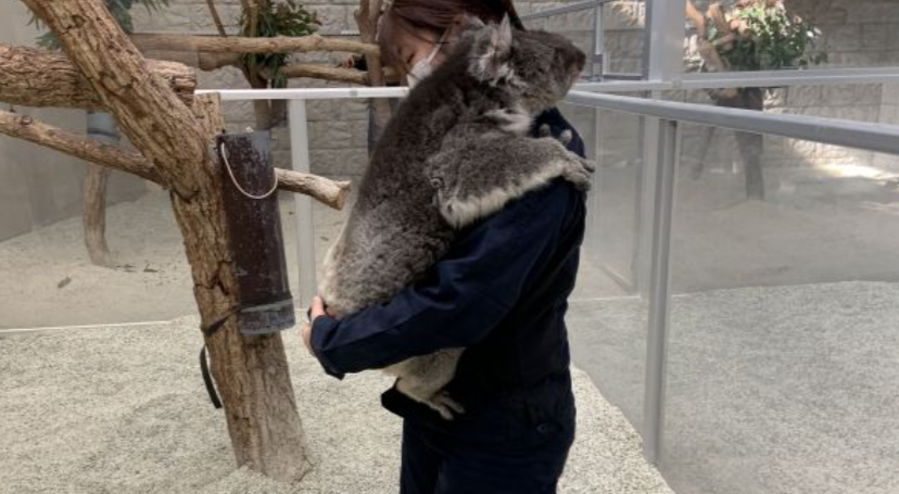 【動物】「ムチムチ」「DE★KA★I」「でっっかわいい」…　コアラ好きたちを魅了する、淡路島のメスコアラ（9歳）　「かわ過ぎて発狂しそう」