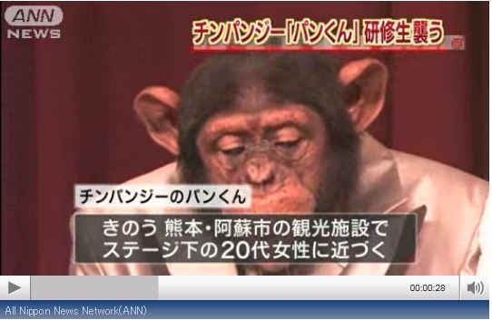 人気番組に出演していた天才チンパンジー「パンくん」は今…当時のスタッフと再会、今も追う志村けんさんの面影