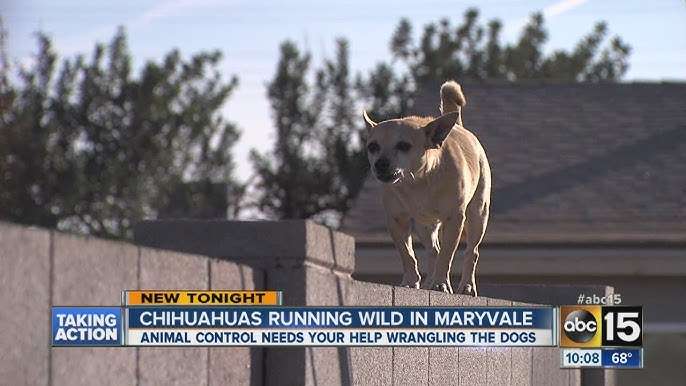 飼われていた「ウルフドッグ」3度目の逃亡 周辺で飼い犬のチワワが死亡 因果関係は不明だが住民からは不安の声も