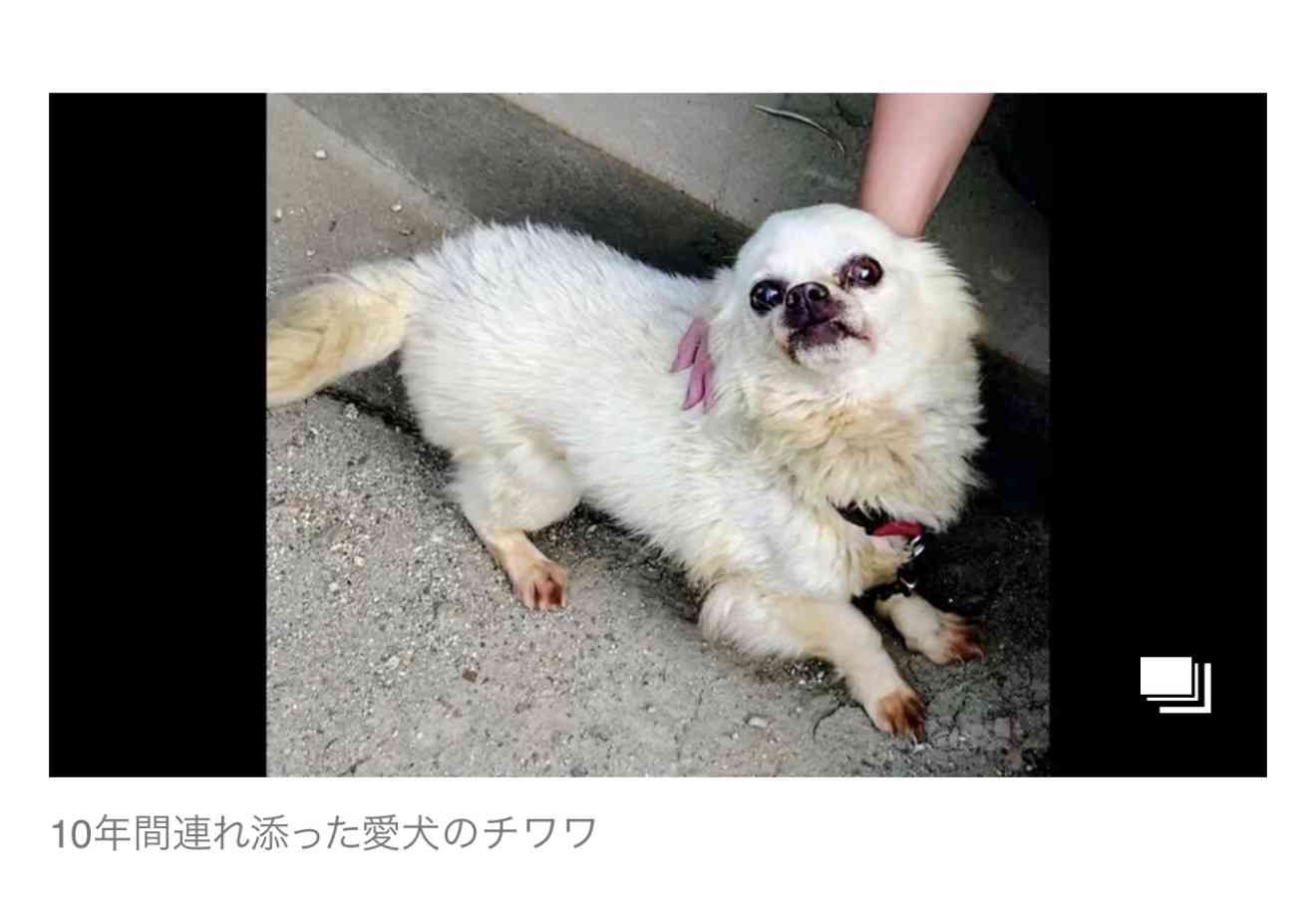 飼われていた「ウルフドッグ」3度目の逃亡 周辺で飼い犬のチワワが死亡 因果関係は不明だが住民からは不安の声も