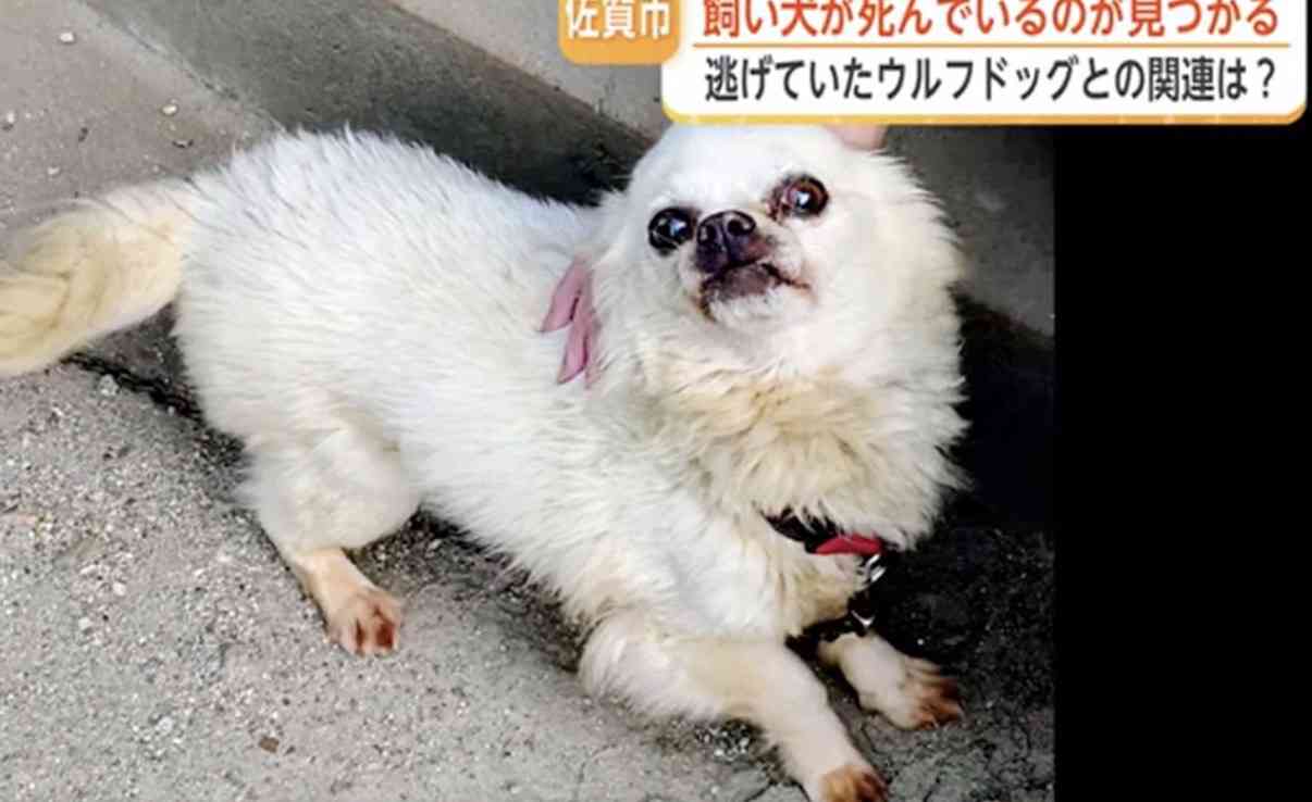 飼われていた「ウルフドッグ」3度目の逃亡 周辺で飼い犬のチワワが死亡 因果関係は不明だが住民からは不安の声も