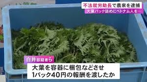 ベトナム国籍の男女を不法に働かせた疑い 農家ら4人を逮捕 栽培した大葉のパック詰めで1パック40円の報酬か