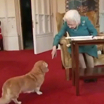 懐く動物、懐かない動物