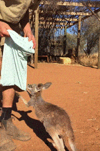 懐く動物、懐かない動物
