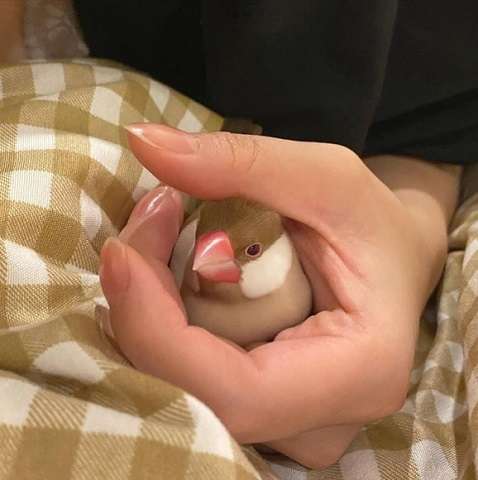 懐く動物、懐かない動物