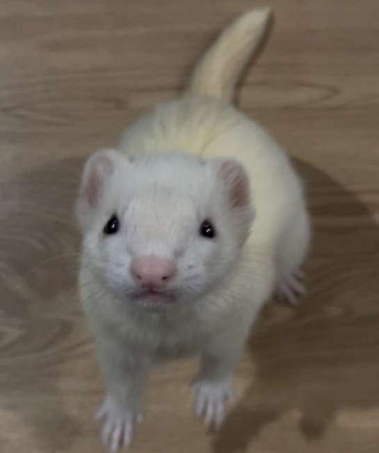 懐く動物、懐かない動物