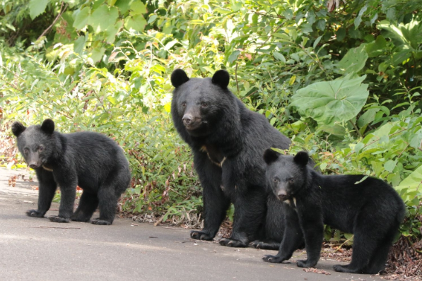 宇都宮クマ出没、目撃情報以外に批判など400件…「殺処分しないで」「山に放すべき」と市外から多数
