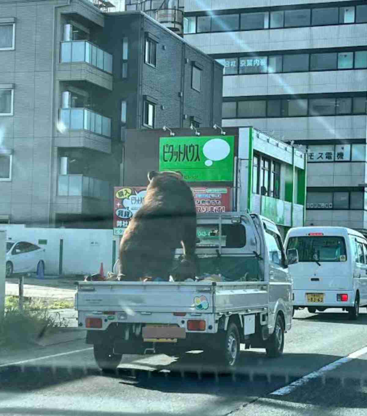宇都宮クマ出没、目撃情報以外に批判など400件…「殺処分しないで」「山に放すべき」と市外から多数