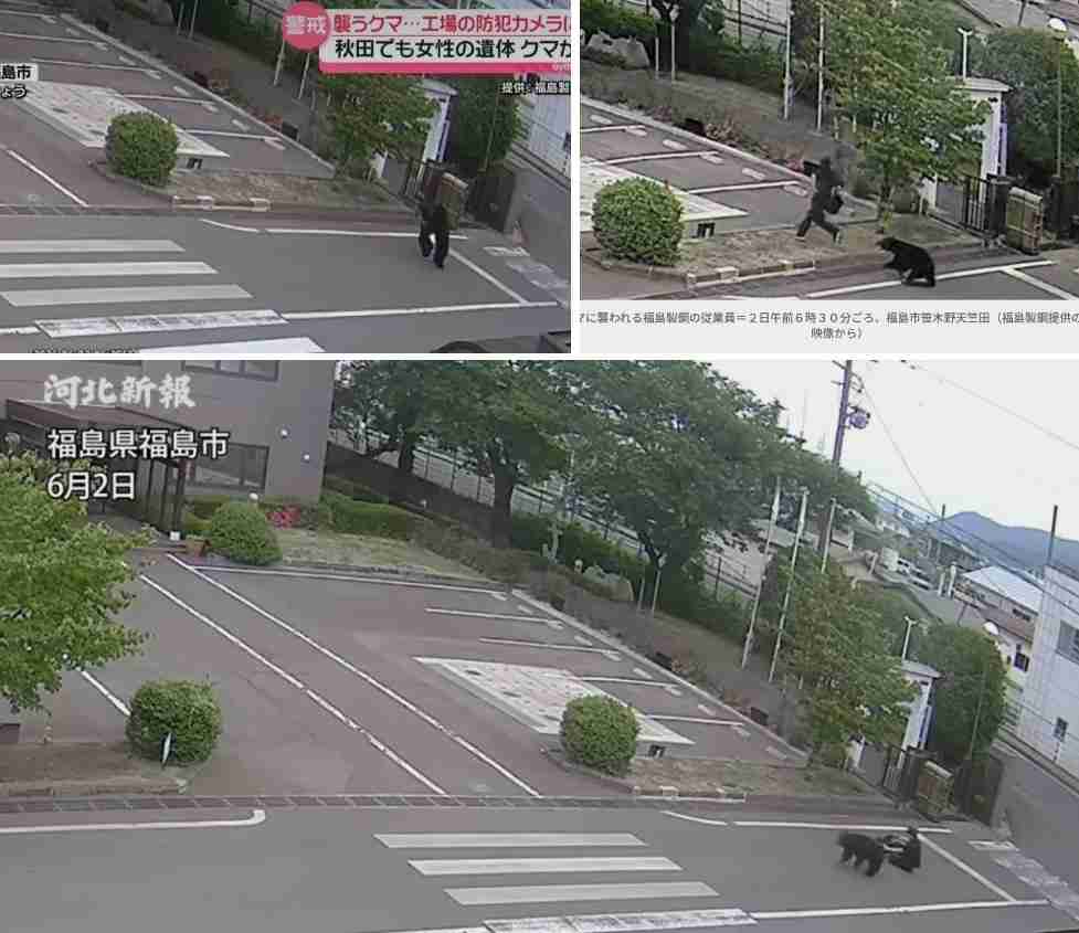 福島市で4人を襲った熊　1日以上工場に居座り膠着状態続く　クマは興奮冷めず？麻酔銃や箱わなで捕獲へ　