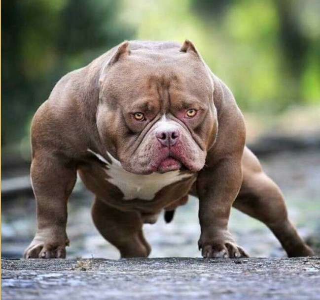 【助けて】愛犬がピットブルと仲良し