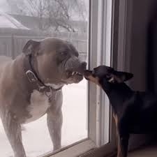 【助けて】愛犬がピットブルと仲良し