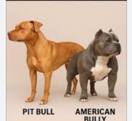 【助けて】愛犬がピットブルと仲良し