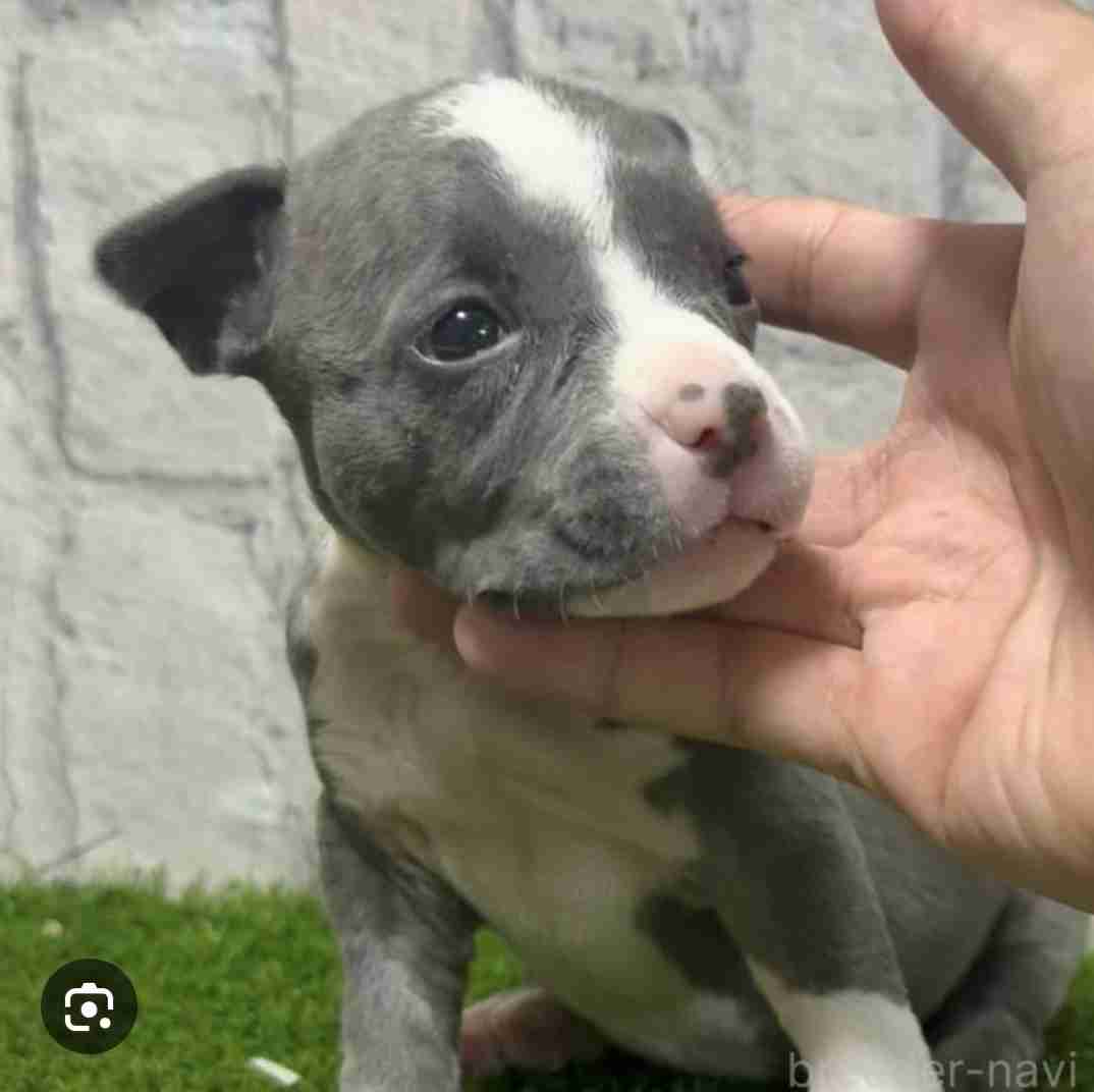 【助けて】愛犬がピットブルと仲良し
