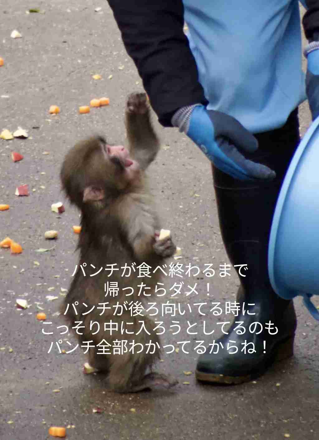 パンチくん