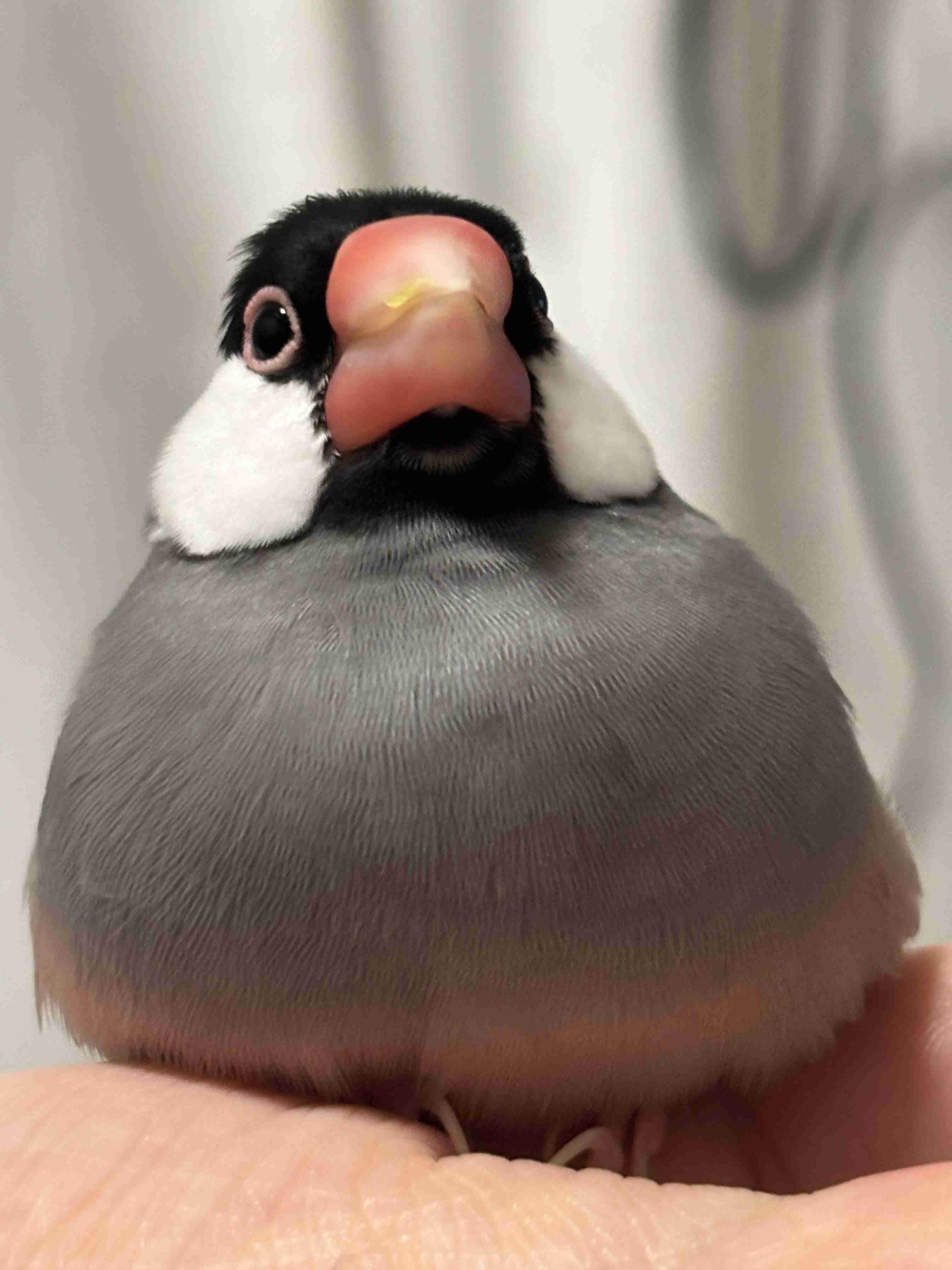 うちの子(ペット)可愛すぎる!!