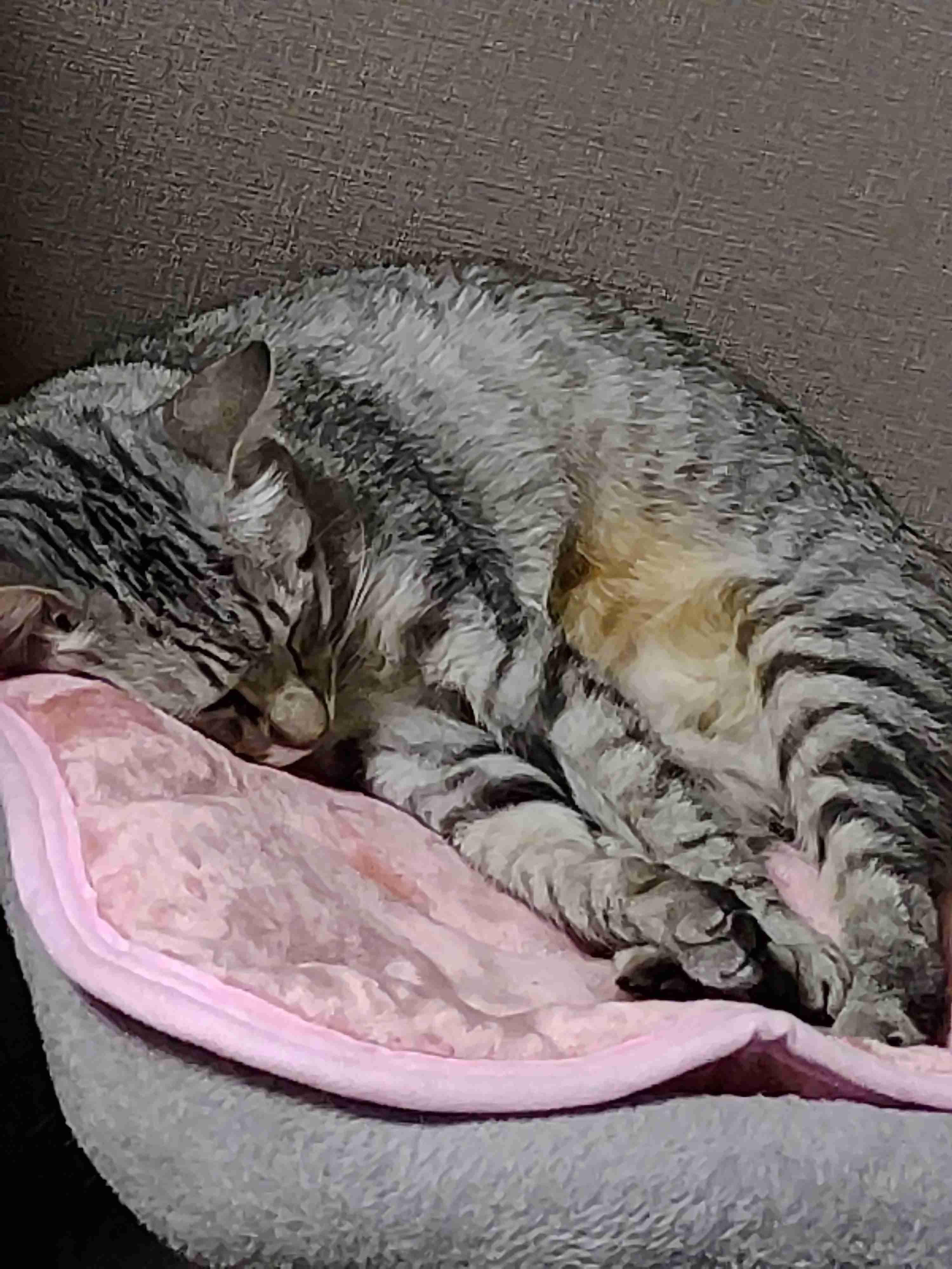うちの子(ペット)可愛すぎる!!