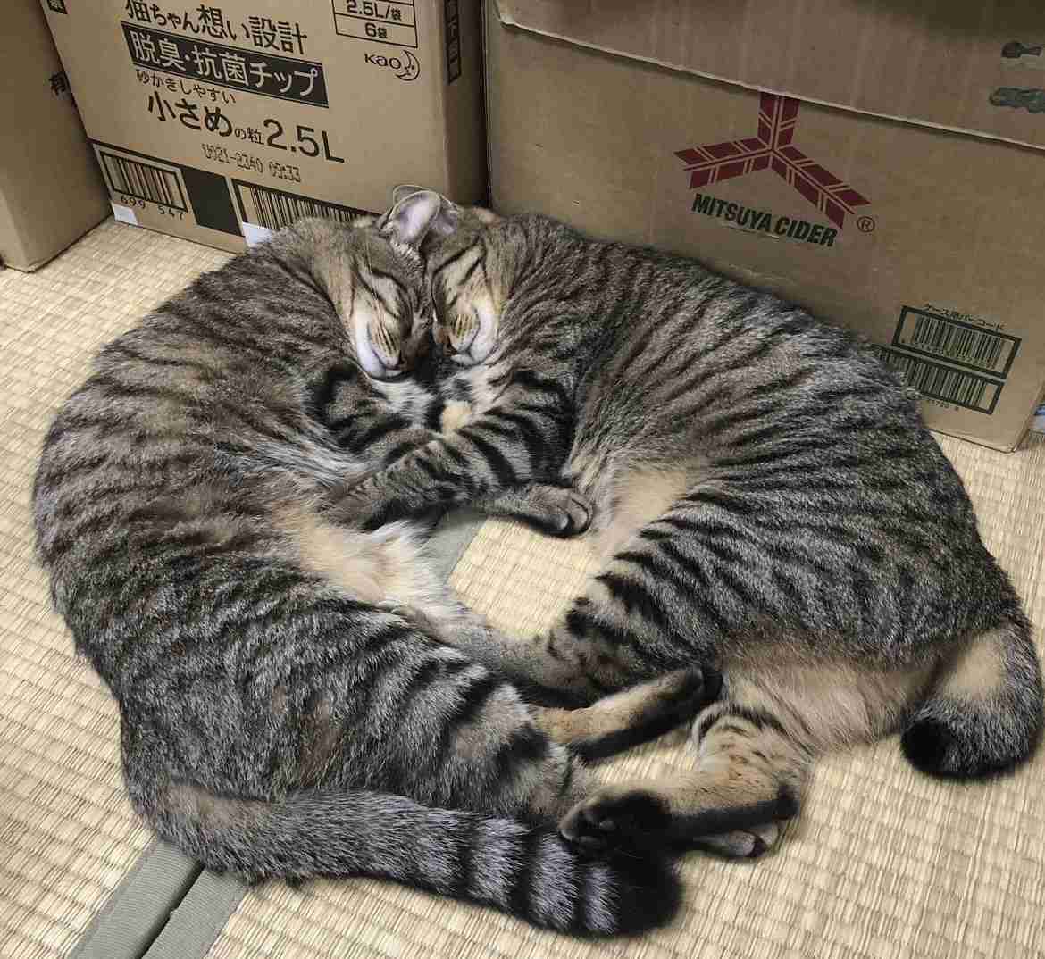 皆さんのペットとの出会い