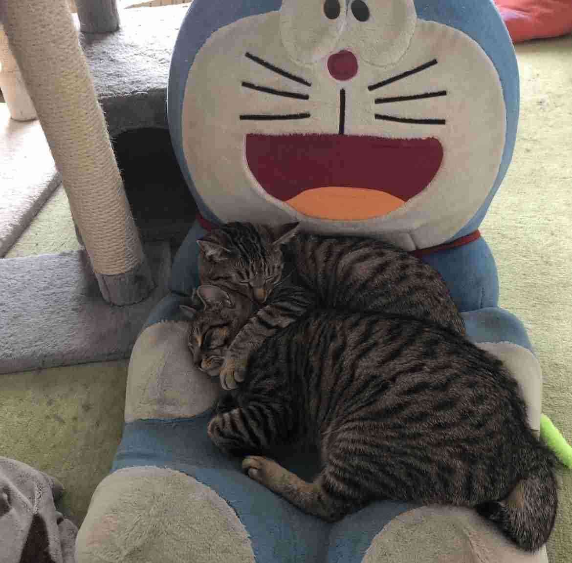 皆さんのペットとの出会い