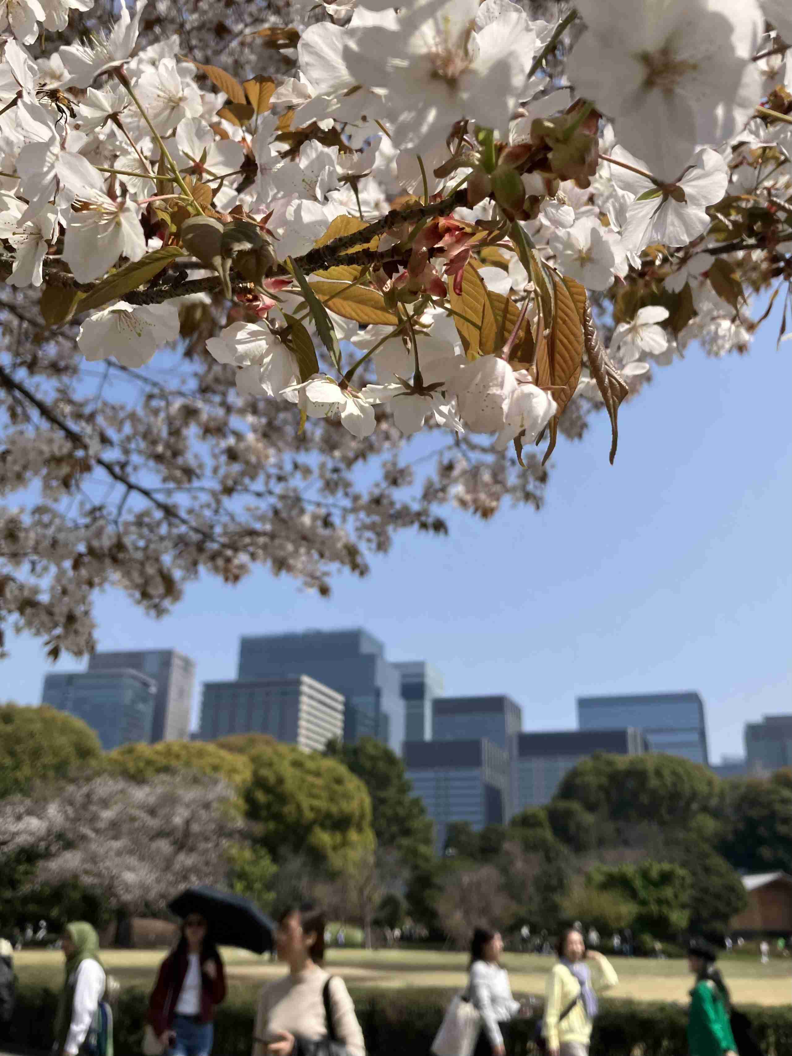 東京にある色んな公園を巡ってみたい
