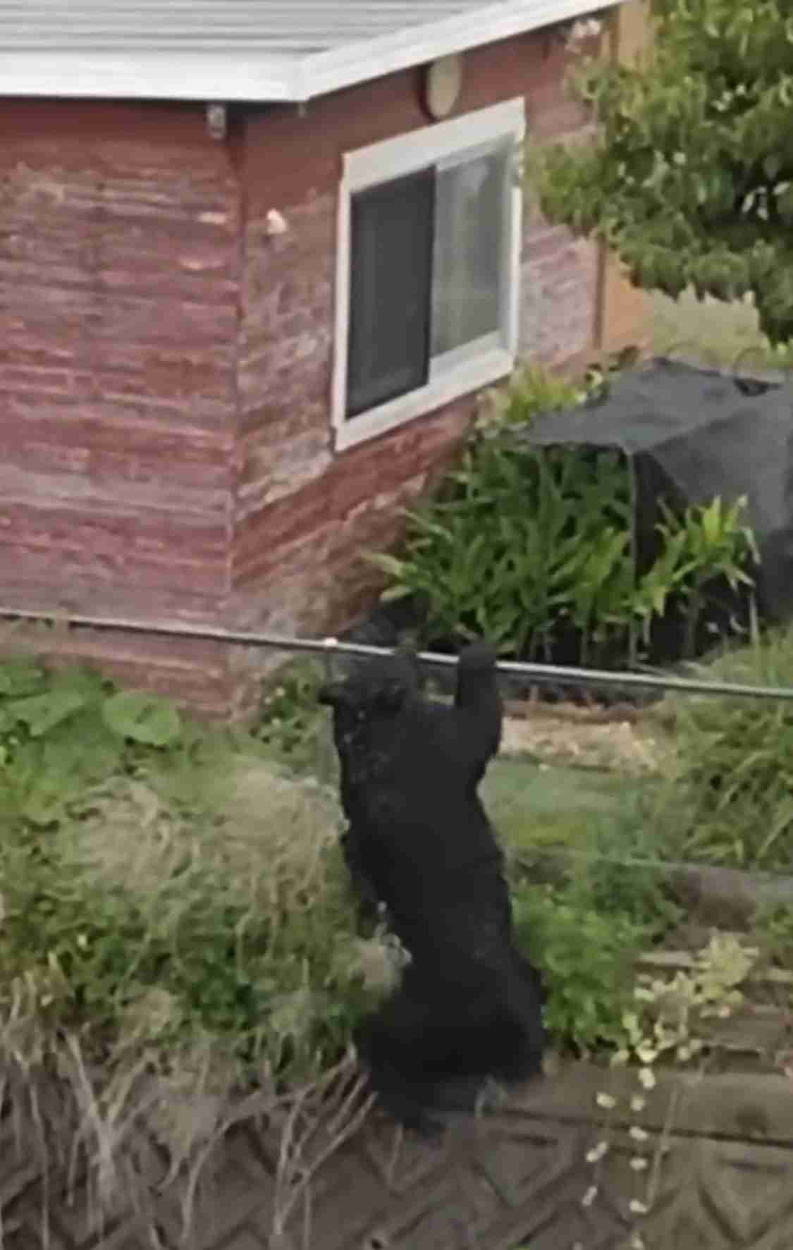 【最新】宇都宮のクマ、麻酔銃３発目が命中し捕獲　民家敷地