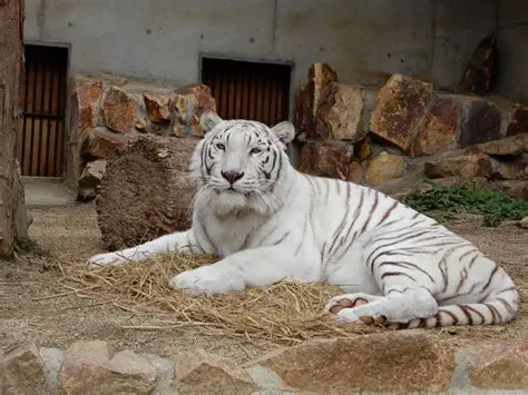 白い動物を貼るトピ