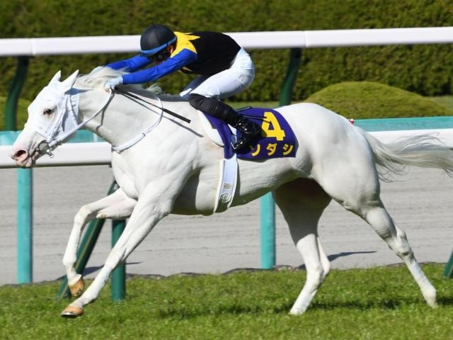 白い動物を貼るトピ