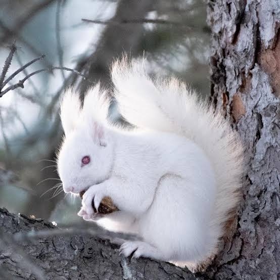 白い動物を貼るトピ