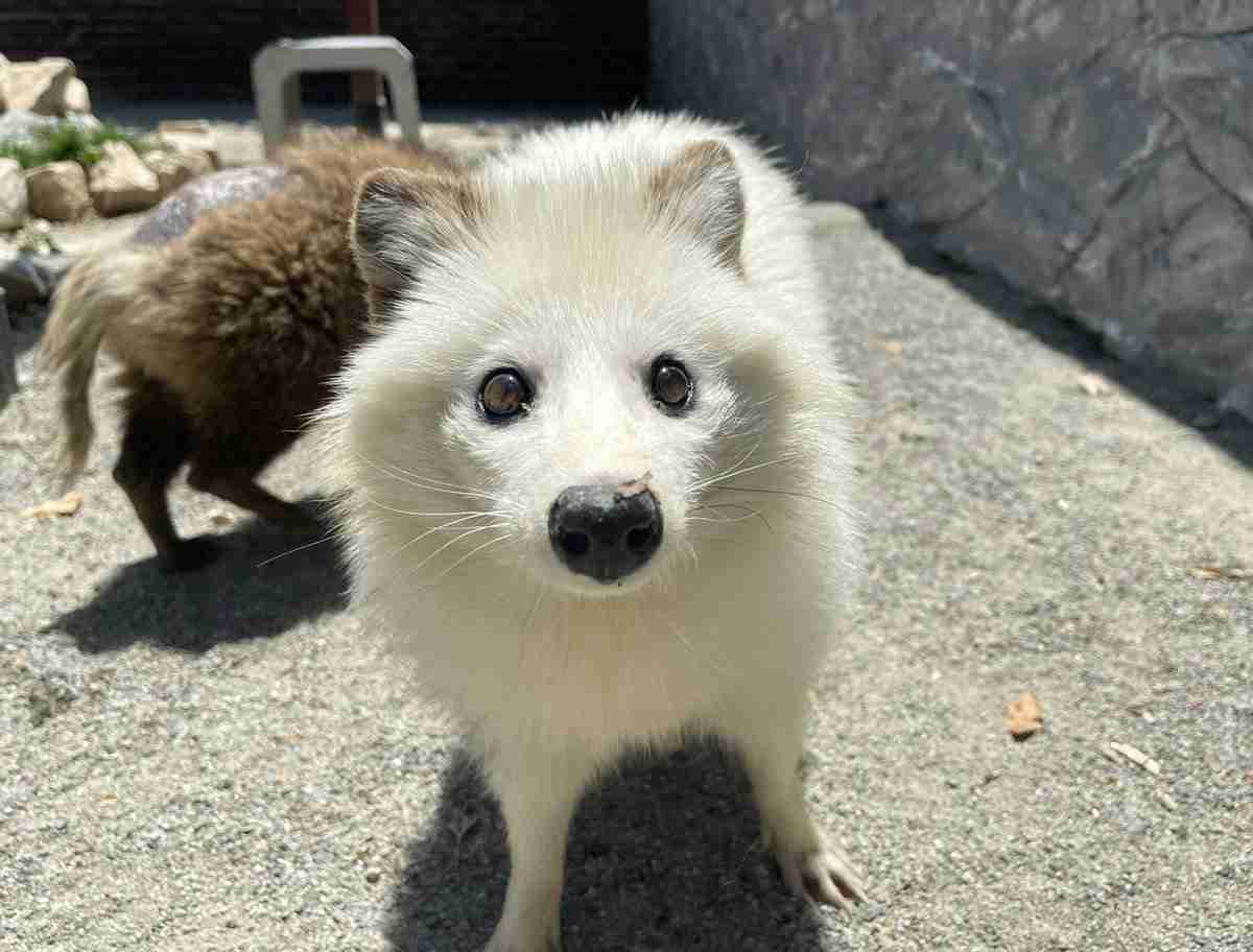 白い動物を貼るトピ