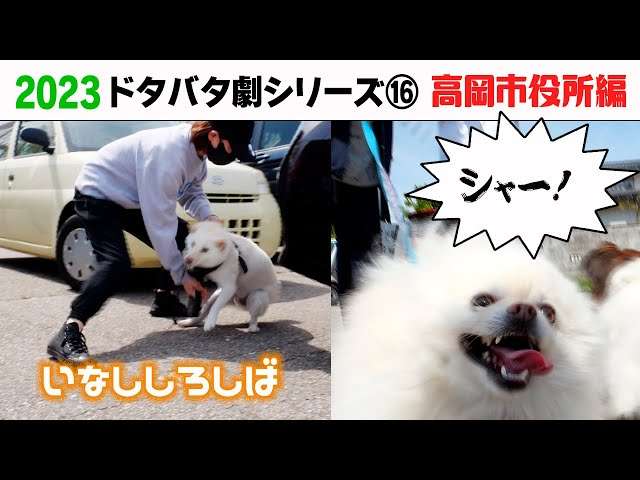 白い動物を貼るトピ