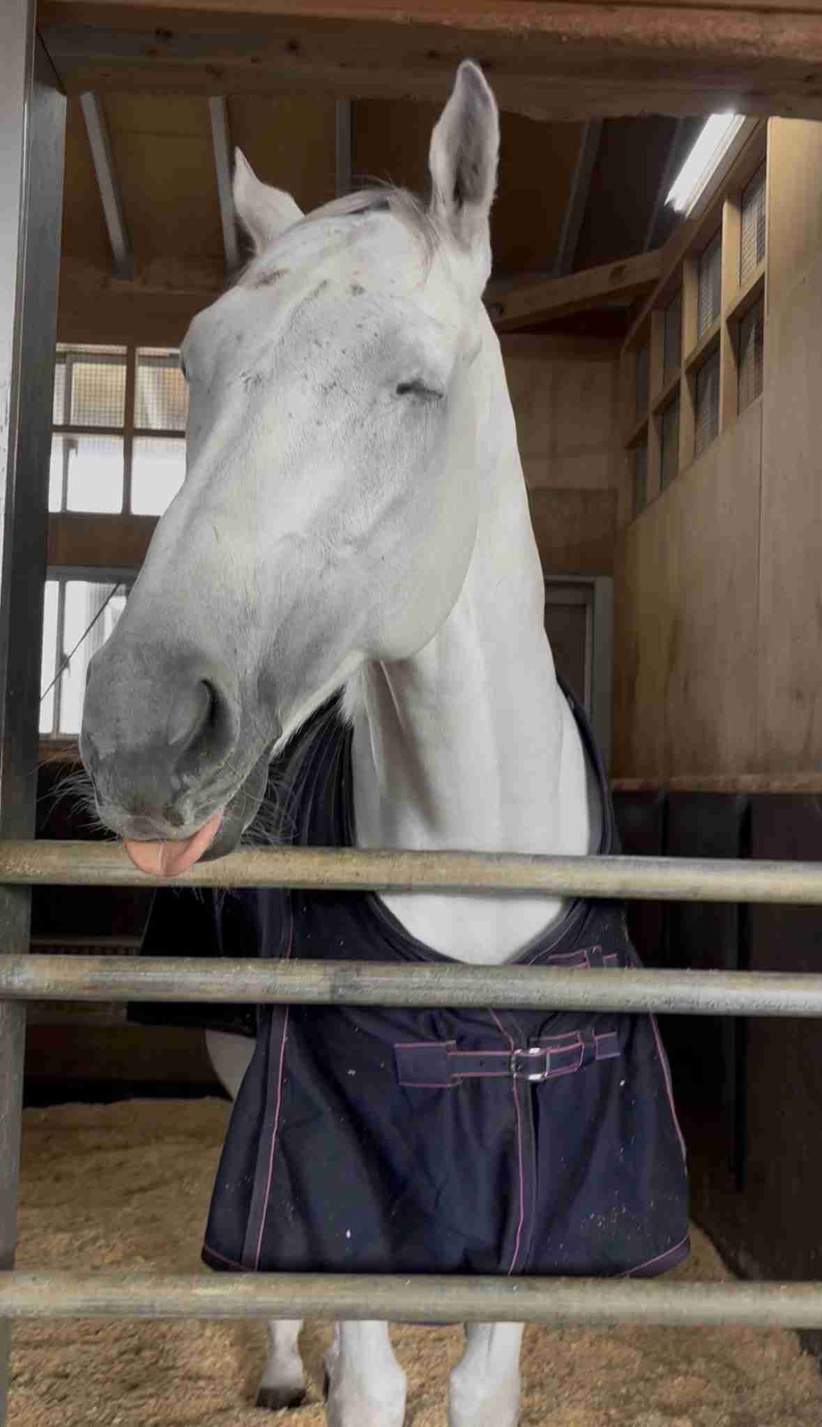 白い動物を貼るトピ