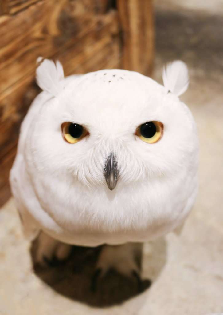 白い動物を貼るトピ