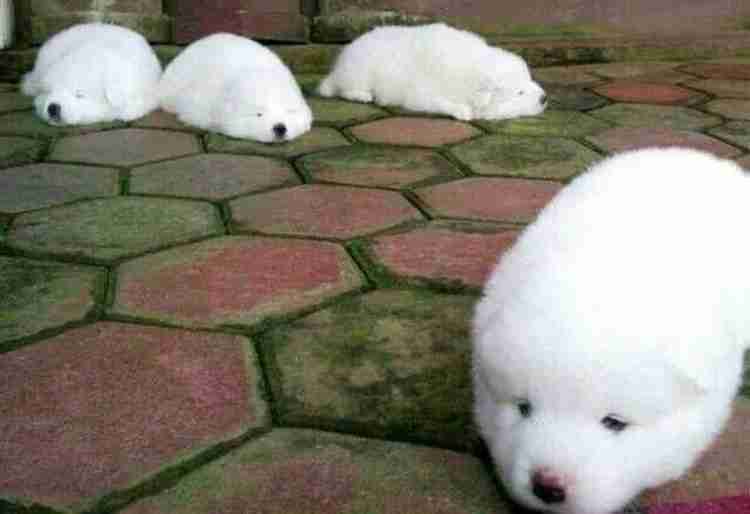 白い動物を貼るトピ