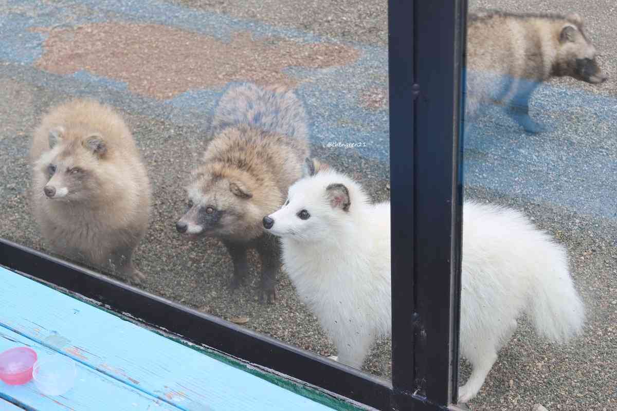 白い動物を貼るトピ