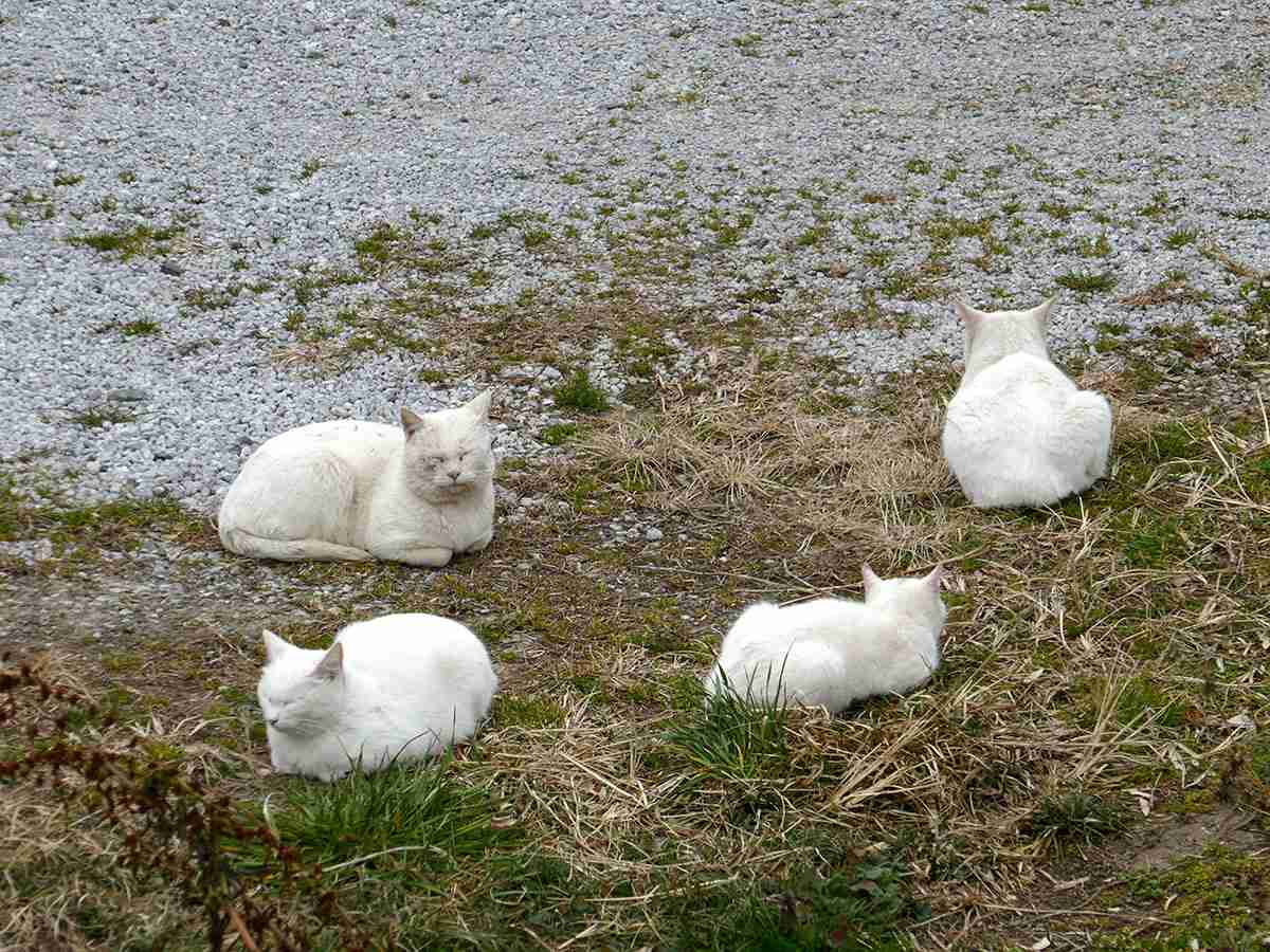 白い動物を貼るトピ