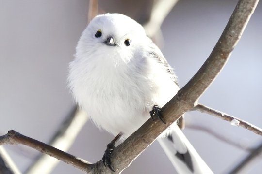 白い動物を貼るトピ