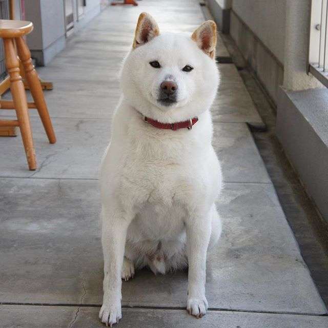 白い動物を貼るトピ