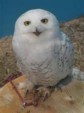白い動物を貼るトピ