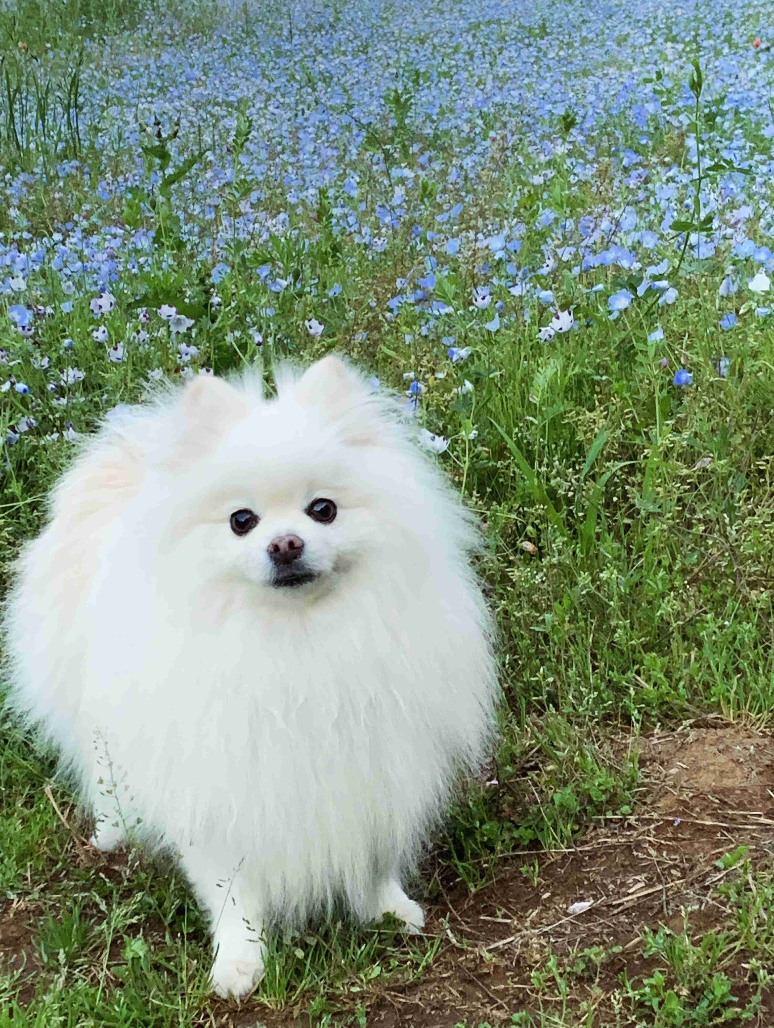 白い動物を貼るトピ