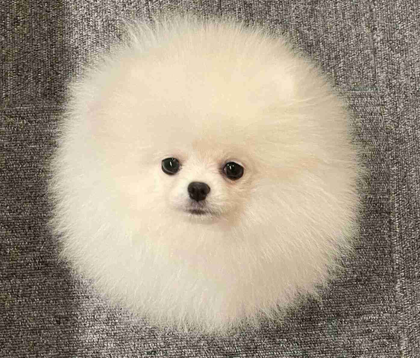 白い動物を貼るトピ