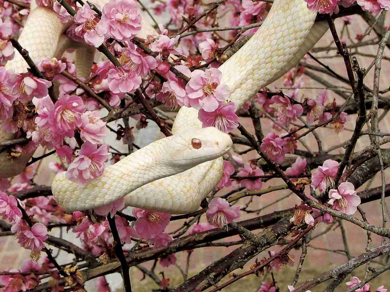 白い動物を貼るトピ
