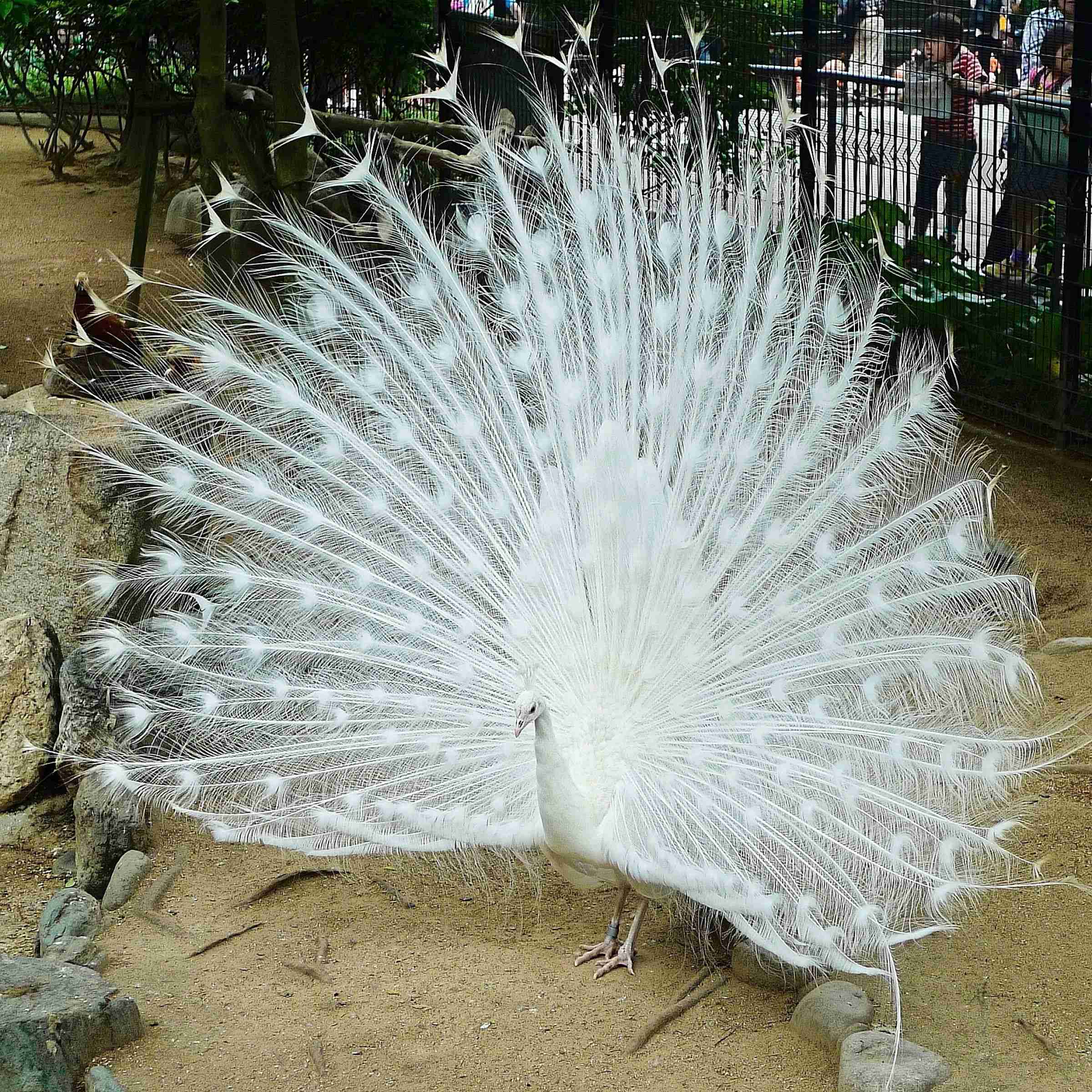 白い動物を貼るトピ