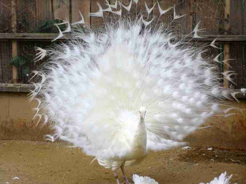 白い動物を貼るトピ