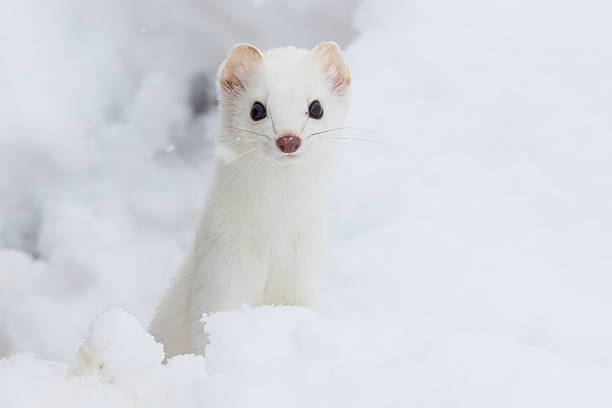 白い動物を貼るトピ