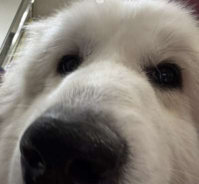 白い動物を貼るトピ