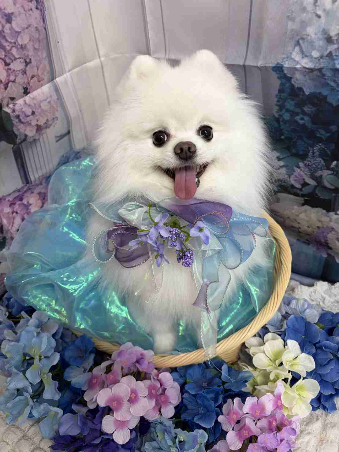 白い動物を貼るトピ